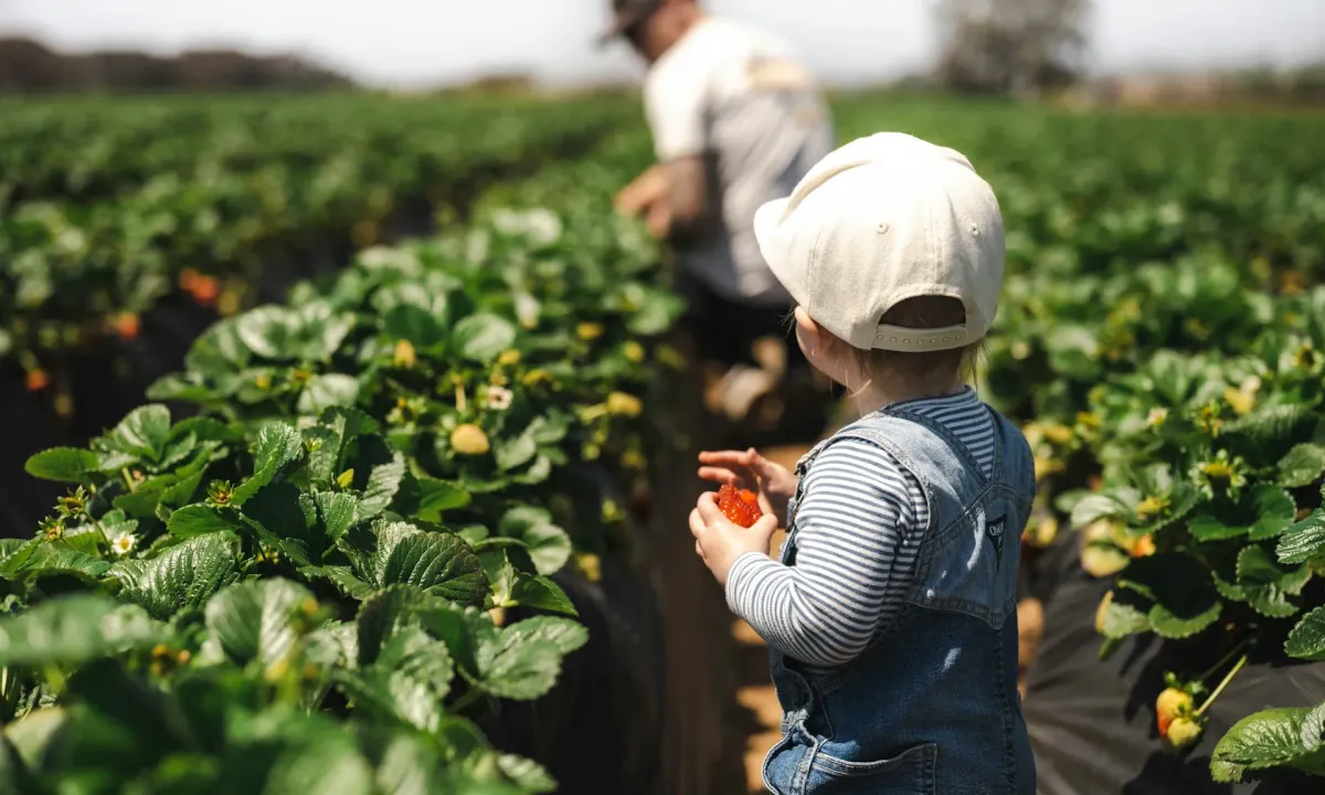 child picking strawberries on farm