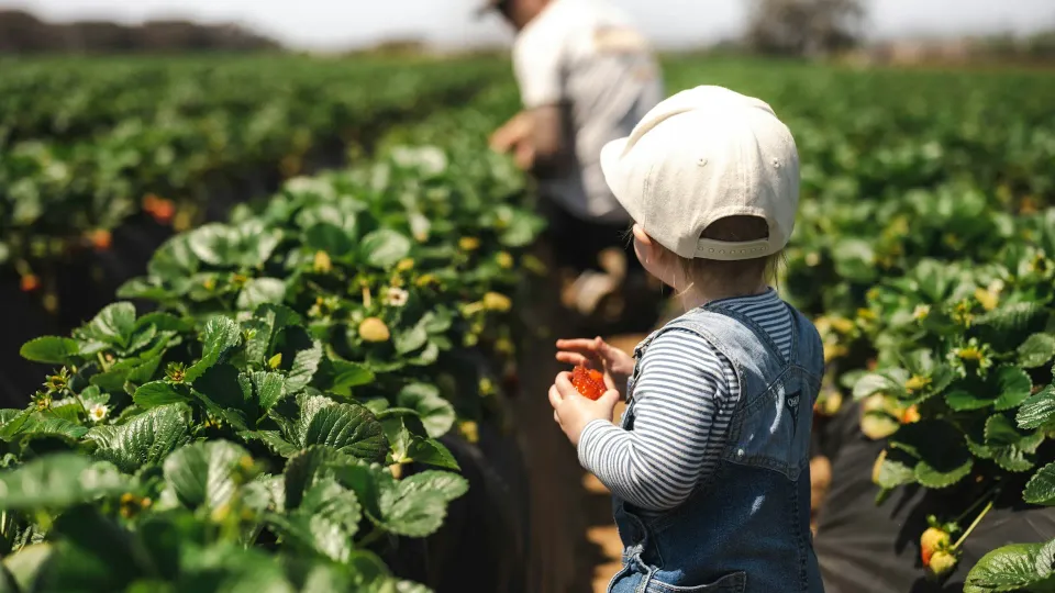 child picking strawberries on farm