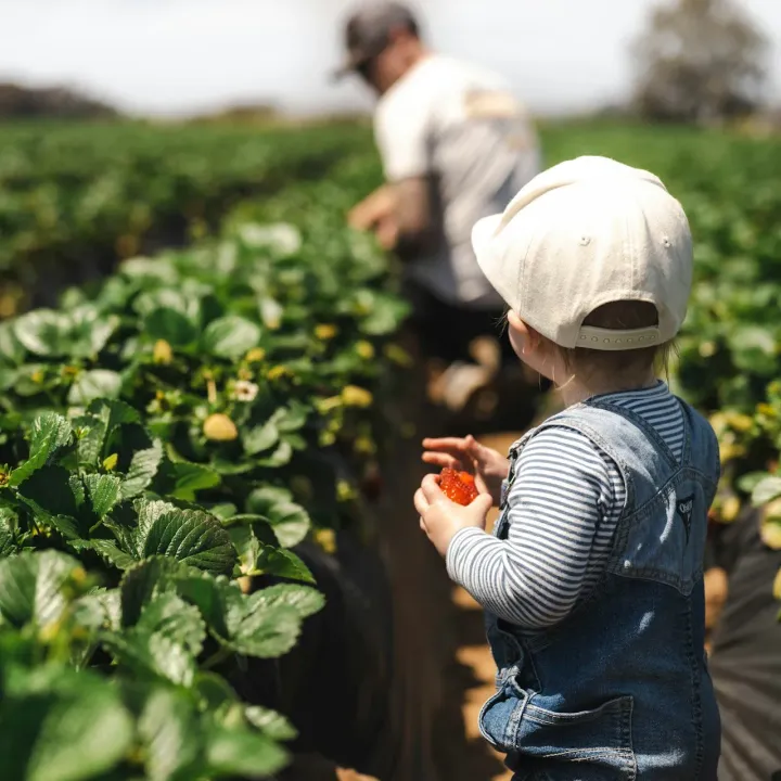 child picking strawberries on farm