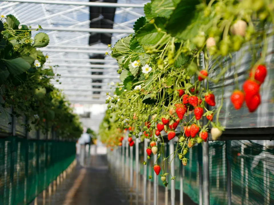 greenhouse strawberries growing in rows