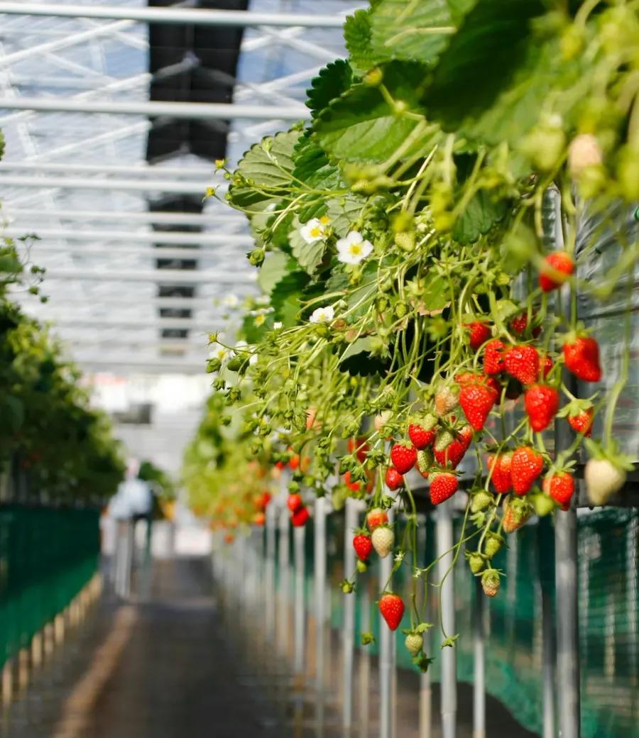 greenhouse strawberries growing in rows