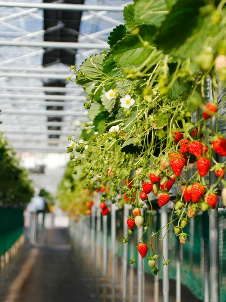 greenhouse strawberries growing in rows