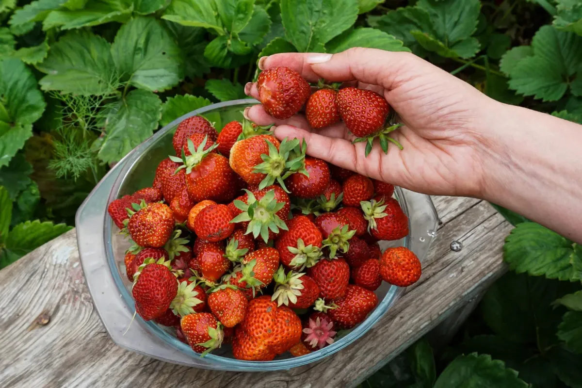handpicked strawberries in bowl