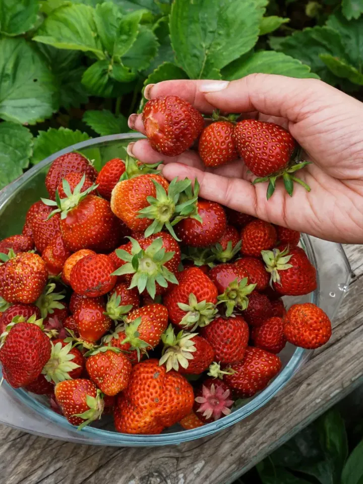 handpicked strawberries in bowl