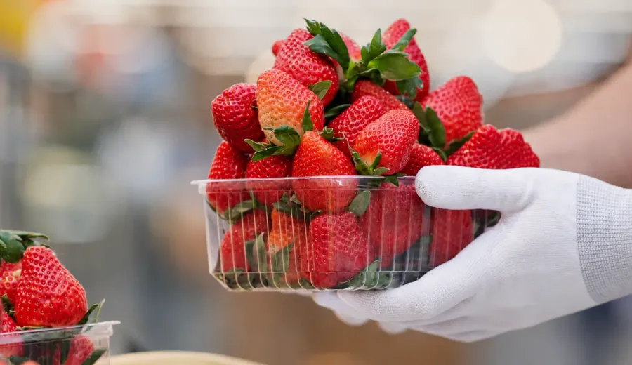 strawberry packing fresh produce.webp