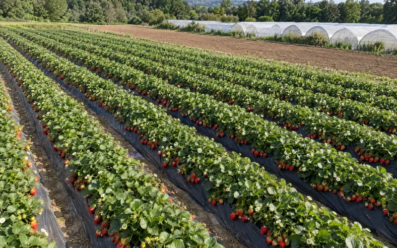 sunny strawberry farm rows and polytunnels