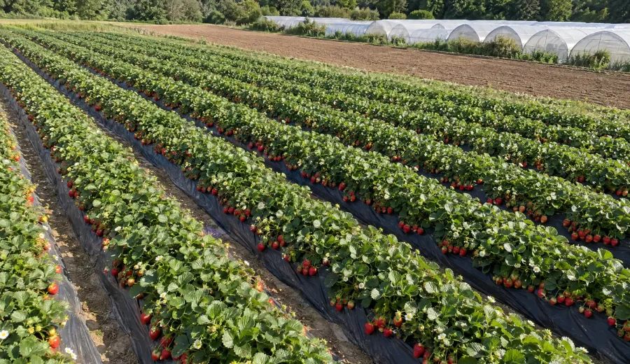 sunny strawberry farm rows and polytunnels