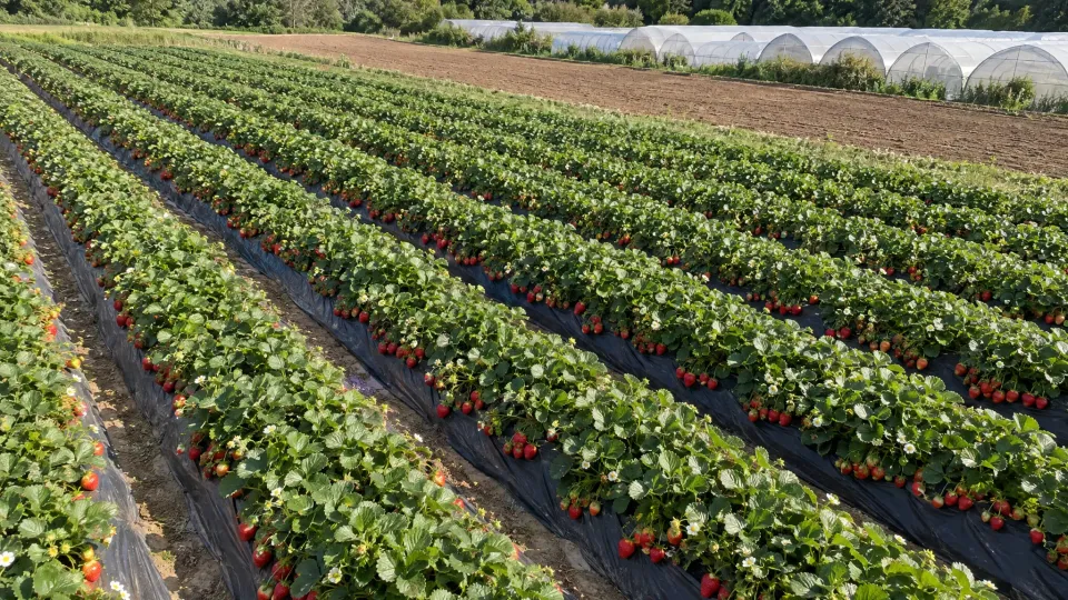 sunny strawberry farm rows and polytunnels